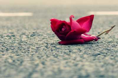 Tum mere dil pe hath rakh - from Love Shayari in Hindi