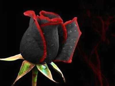 Rose day quotes in hindi